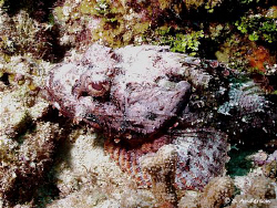 CAMOUFLAUGED, PREHISTORIC, AND POSINOUS! This photo of a ... by Steven Anderson 